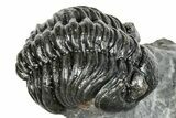 Phacopid (Adrisiops) Trilobite - Jbel Oudriss, Morocco #251628-1